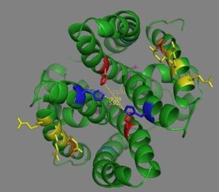 Zentrum für Physiologie und Pathophysiologie_Struktur_Dimer