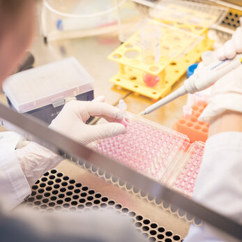 Pipettieren an einer sterilen Werkbank im Forschungslabor