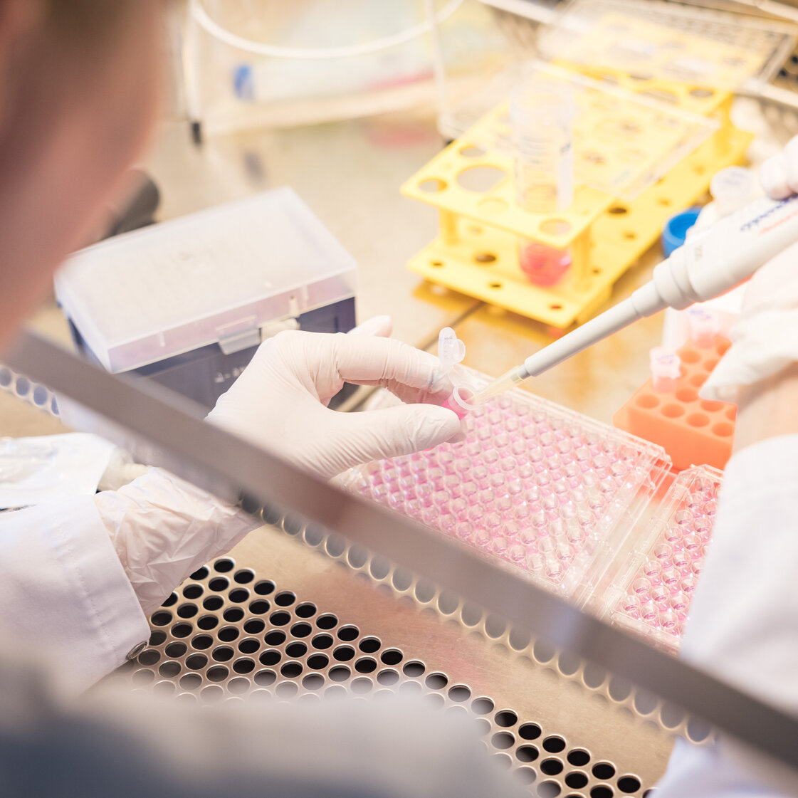 Pipettieren an einer sterilen Werkbank im Forschungslabor