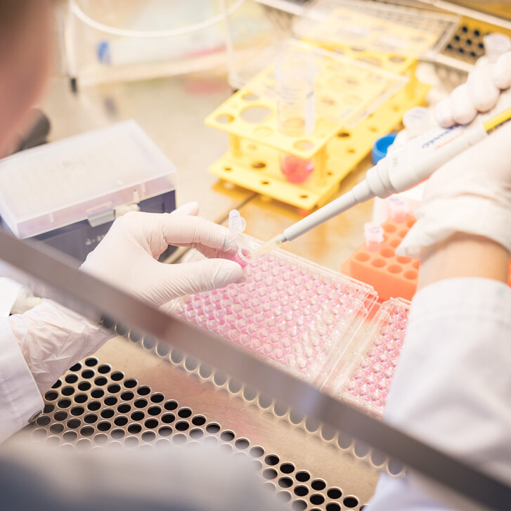 Pipettieren an einer sterilen Werkbank im Forschungslabor