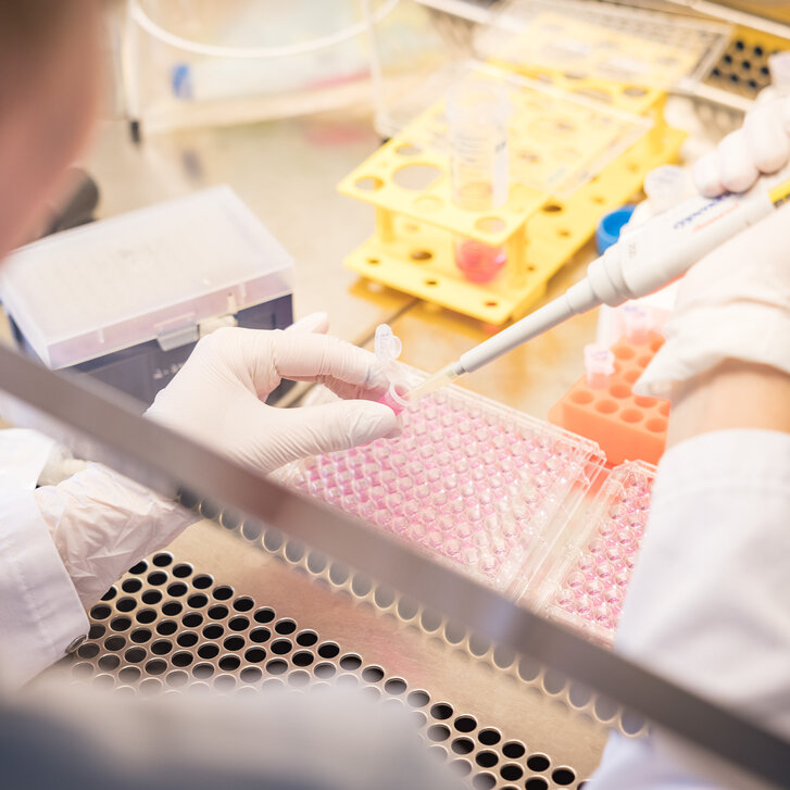 Pipettieren an einer sterilen Werkbank im Forschungslabor