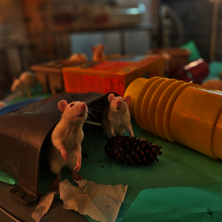 Ratten im Playpen
