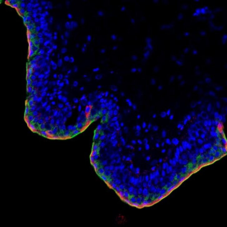 Multifluoreszenbild von Gewebe