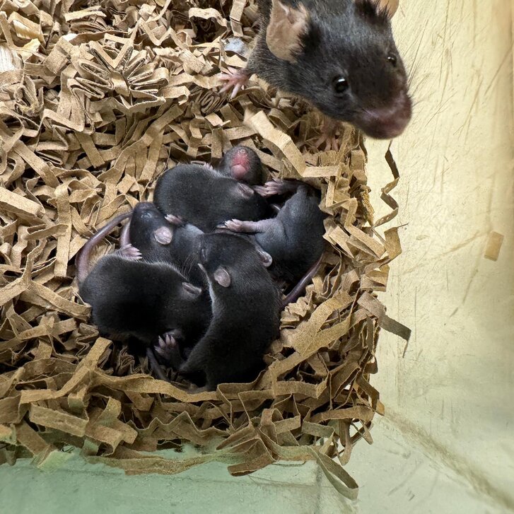Maus mit Babies